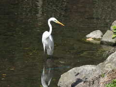 Ardea alba