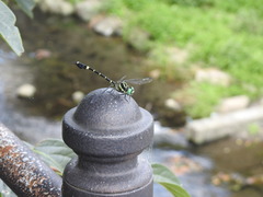Melligomphus viridicostus