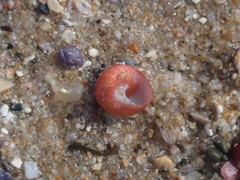 Cantharidella picturata