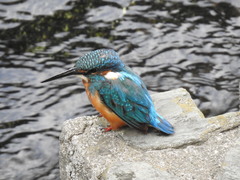 Alcedo atthis