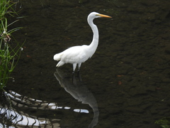 Ardea alba