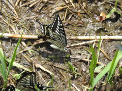 Papilio xuthus