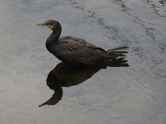 Phalacrocorax carbo