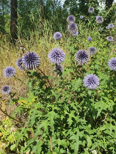 Echinops bannaticus