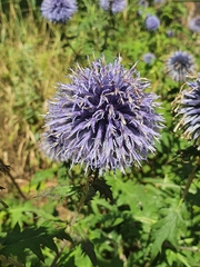 Echinops bannaticus