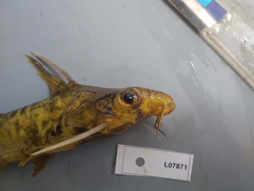 Grootoog-synodontis (Synodontis pleurops) — Mochokidae — 5