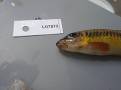 Labeo parvus