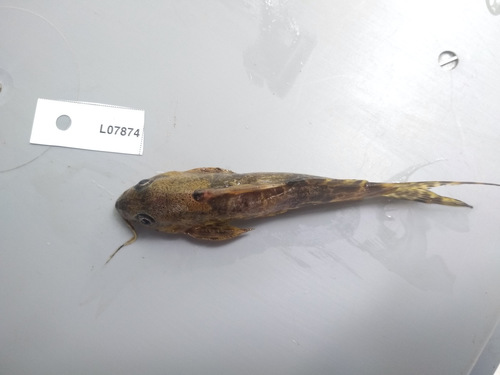 Solon squeaker (Synodontis soloni) — Mochokidae
