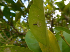 Aleurothrixus floccosus
