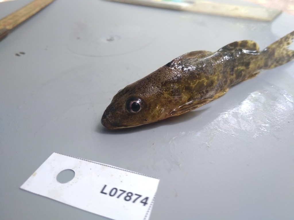 Synodontis soloni