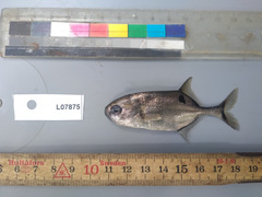 Petrocephalus