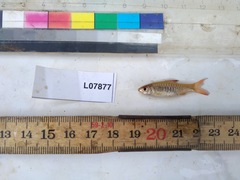 Clypeobarbus pleuropholis