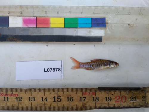 Congo dwarf barb (Clypeobarbus pleuropholis) — Cyprinidae — 4