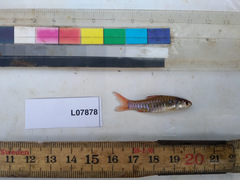 Clypeobarbus pleuropholis