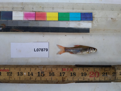 Congo dwarf barb (Clypeobarbus pleuropholis) — Cyprinidae — 3