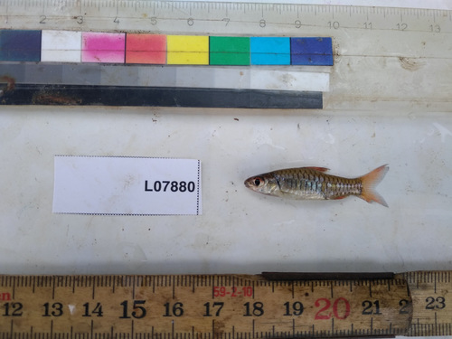 Congo dwarf barb (Clypeobarbus pleuropholis) — Cyprinidae — 5