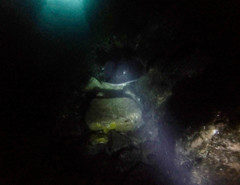 Taeniurops meyeni