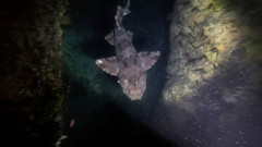 Orectolobus halei