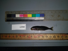 Myomyrus macrodon