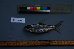 Bryconaethiops microstoma