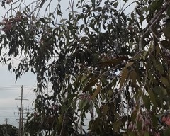 Eucalyptus caesia