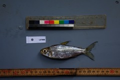 Bryconaethiops macrops