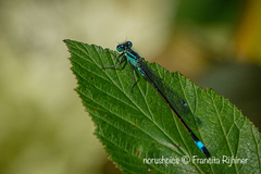 Ischnura elegans
