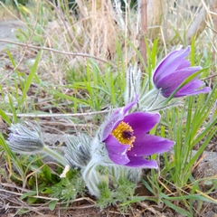 Pulsatilla