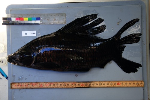 Langvin-labeo (Labeo longipinnis) — Cyprinidae — 2