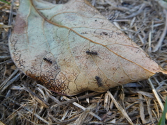 Iberoformica subrufa