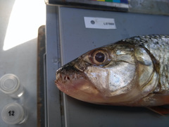 Hydrocynus vittatus