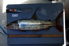 Hydrocynus vittatus