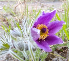 Pulsatilla