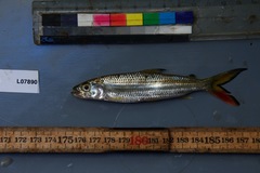 Hydrocynus
