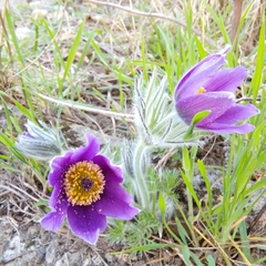 Pulsatilla