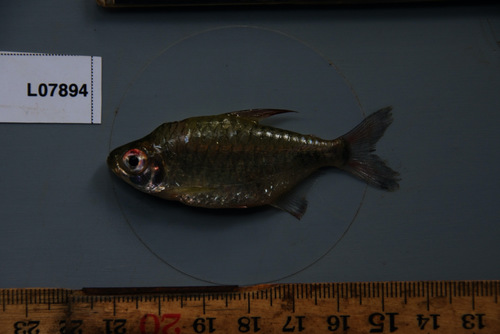 Hi-fin congo tetra (Brachypetersius altus) — Alestidae — 2
