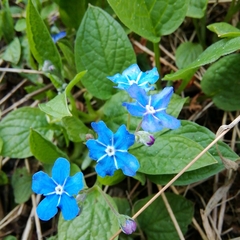 Omphalodes verna