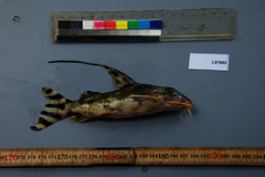 Synodontis