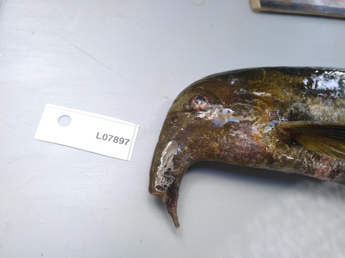 Eland-olifantsvis (Campylomormyrus alces) — Mormyridae — 4