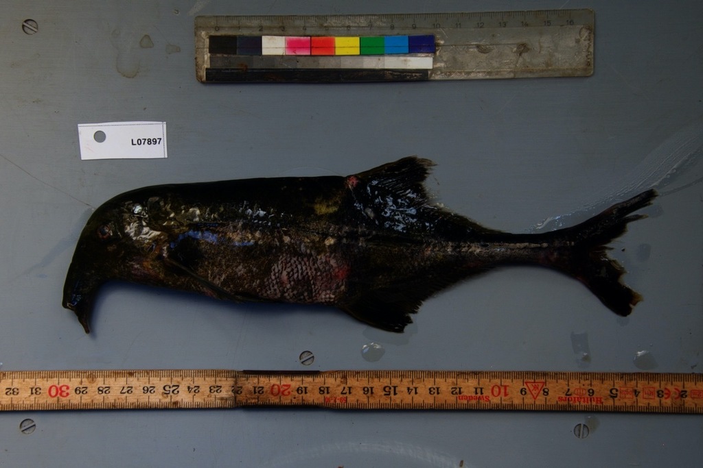 Campylomormyrus alces