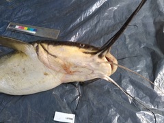 Heterobranchus longifilis