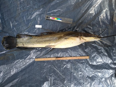 Heterobranchus longifilis