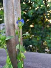 Commelina communis