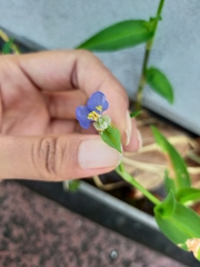 Commelina communis