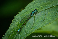 Ischnura elegans