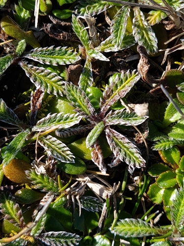 Leptinella calcarea, photograph 2