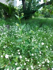 Mirabilis nyctaginea