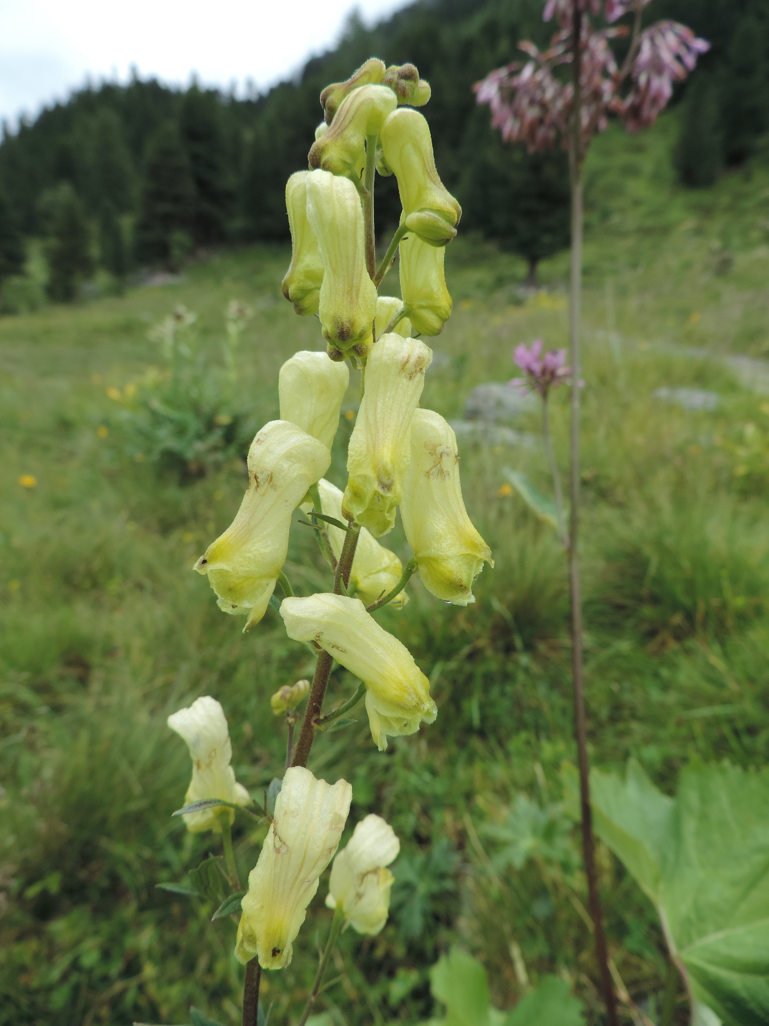 Aconitum lycoctonum