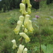 Yellow-flowered Monkshood - Photo (c) Marco Schmidt, some rights reserved (CC BY-NC-SA), uploaded by Marco Schmidt