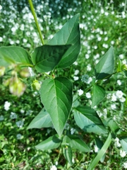 Mirabilis nyctaginea